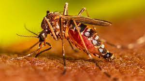 epidemie-de-dengue-abidjan