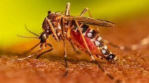 epidemie-de-dengue-abidjan